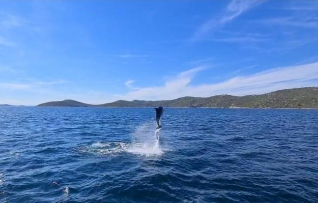 Boat excursion and dolphin watching tour – Departure from Pakoštane