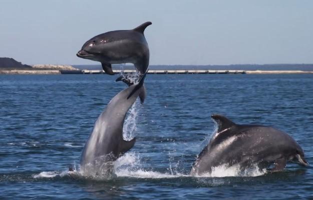 Boat excursion and dolphin watching tour – Departure from Pakoštane