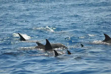 Dolphin watching & half-day escape to Vrgada