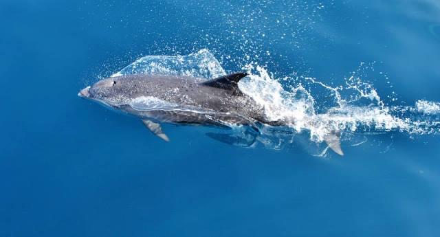Dolphin watching & half-day escape to Vrgada