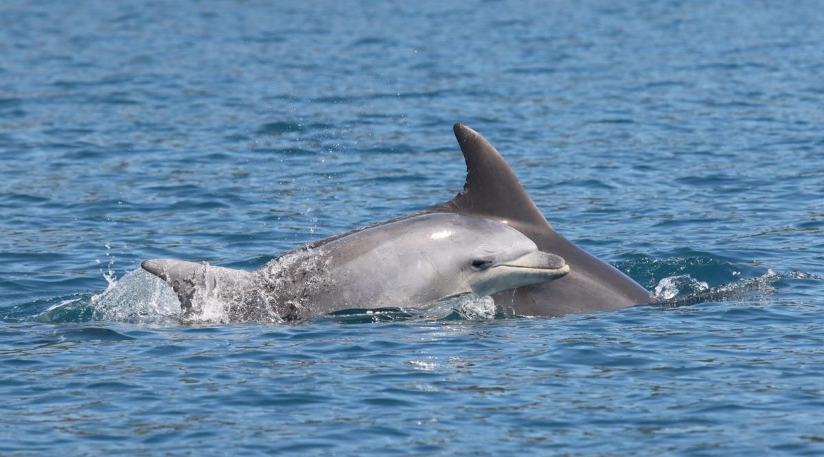 Dolphin watching & half-day escape to Vrgada