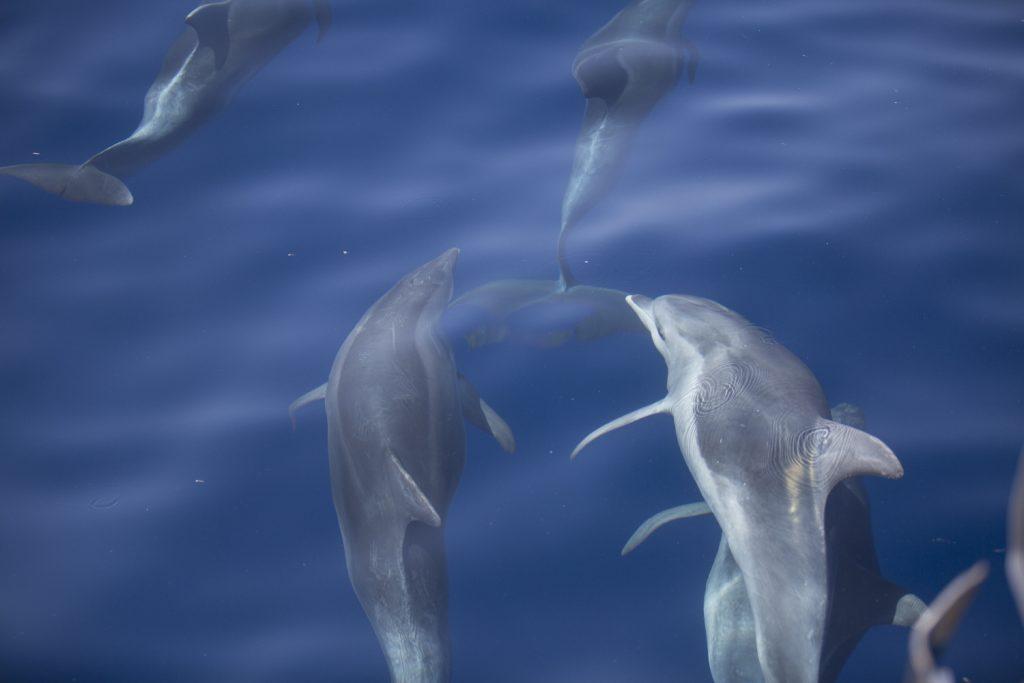 Dolphin watching & half-day escape to Vrgada