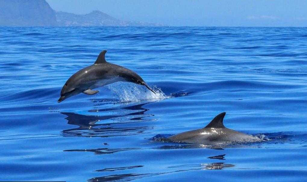 Half-day boat tour – Vrgada Island & dolphins, from Biograd na Moru