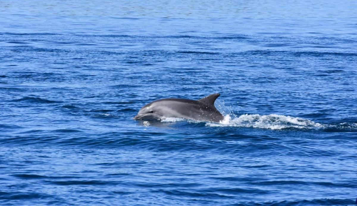 Half-day boat tour – Vrgada Island & dolphins, from Biograd na Moru